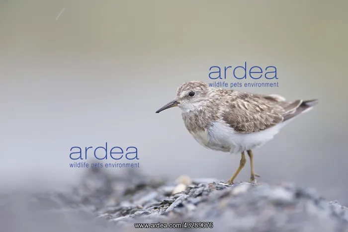 : Temminck's Stint (Calidris temminckii) standin : Temminck's Stint (Calidris temminckii) standin