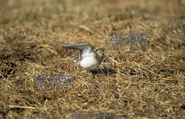 : Temminck's Stint - display flight : Temminck's Stint - display flight