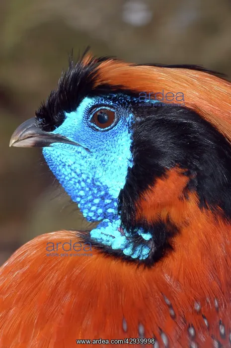 : Temminck's tragopan : Temminck's tragopan