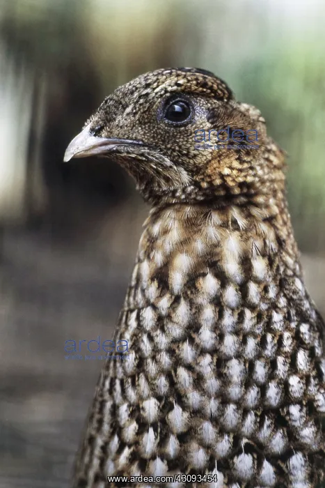 : Temminck's Tragopan : Temminck's Tragopan