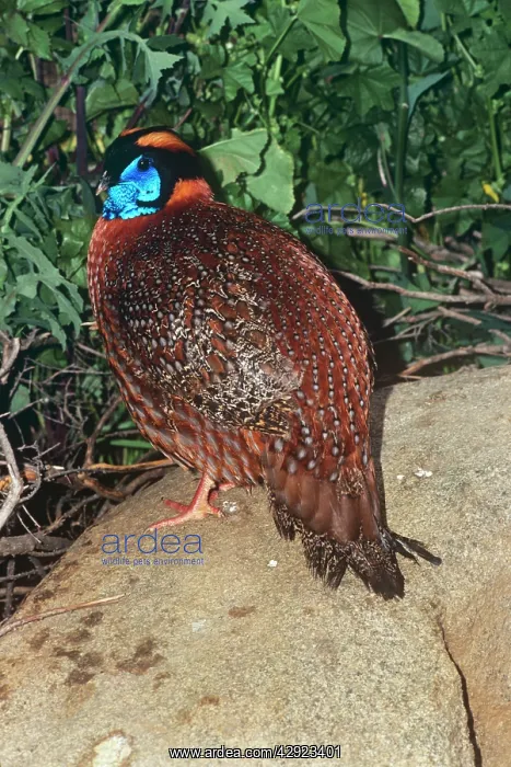 : Temminck's Tragopan - male : Temminck's Tragopan - male