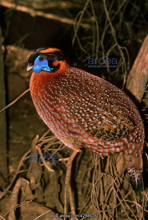: Temminck's TRAGOPAN - Male : Temminck's TRAGOPAN - Male