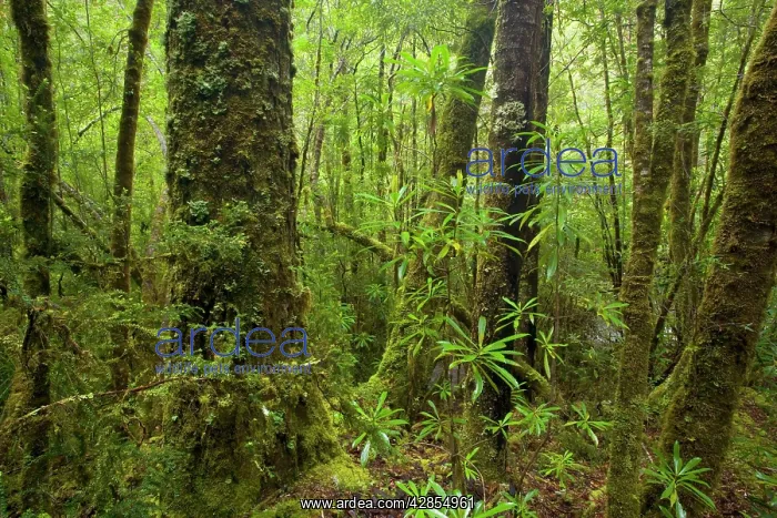  : Temperate rainforest