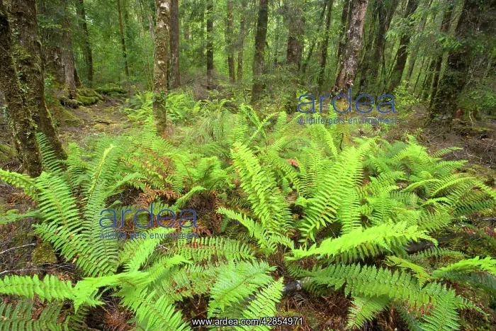 : Temperate rainforest : Temperate rainforest
