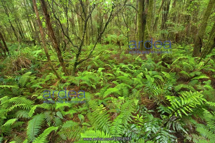 : Temperate rainforest : Temperate rainforest
