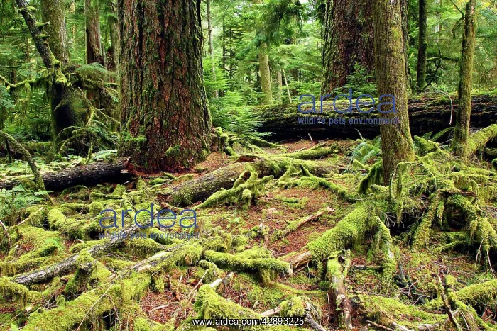 : Temperate Rainforest : Temperate Rainforest