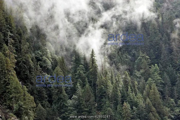 : Temperate Rainforest : Temperate Rainforest
