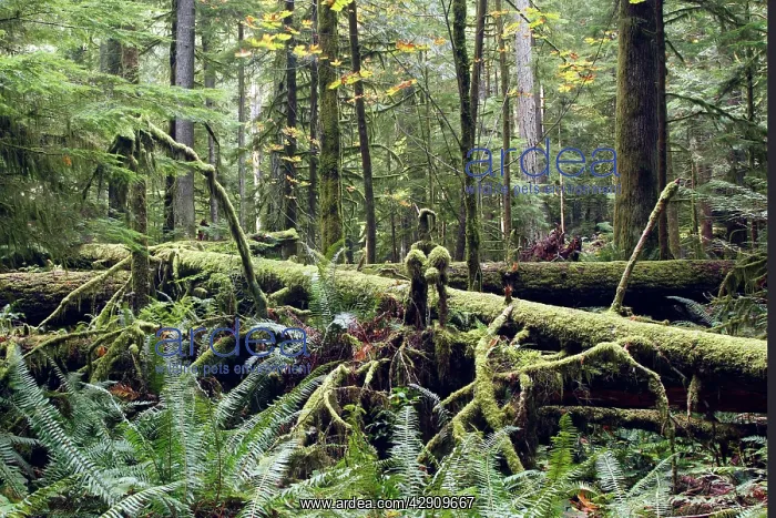 : Temperate rainforest : Temperate rainforest