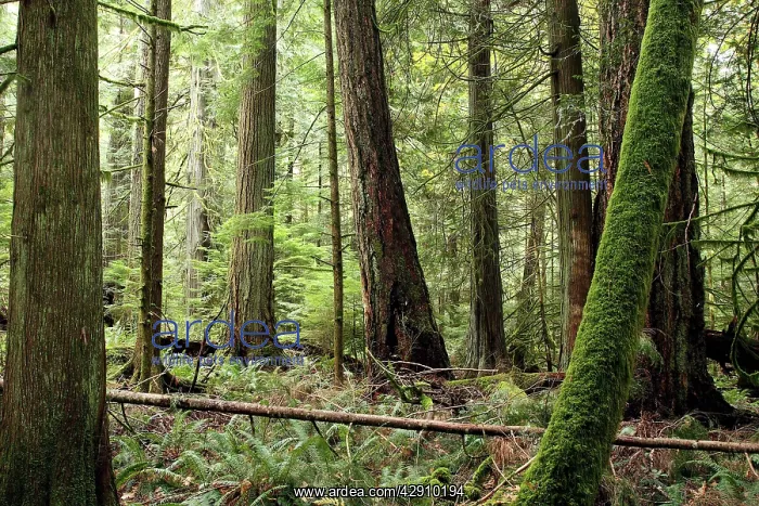 : Temperate rainforest : Temperate rainforest