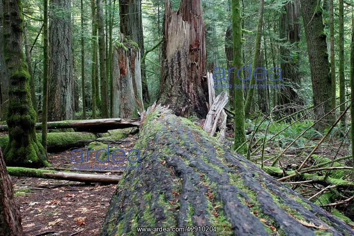 : Temperate rainforest : Temperate rainforest