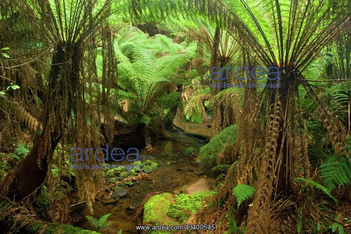 : Temperate rainforest - brook flows through a gully : Temperate rainforest - brook flows through a gully
