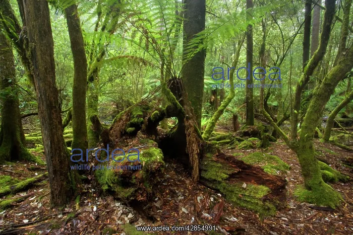 : Temperate rainforest - dominated by ferns and lichen : Temperate rainforest - dominated by ferns and lichen