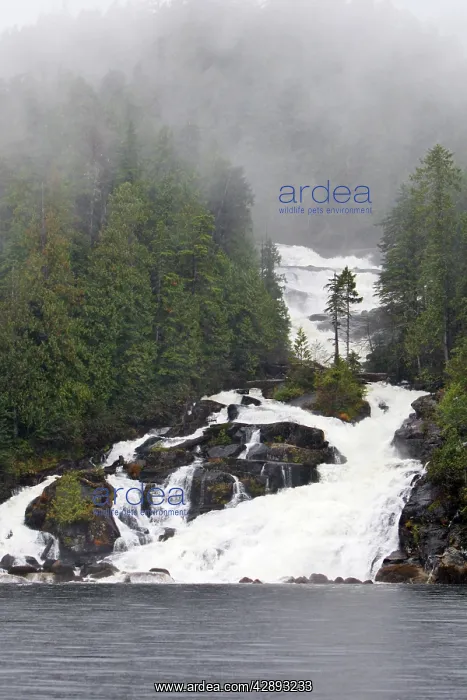  : Temperate Rainforest - estuary with salmons running upstream