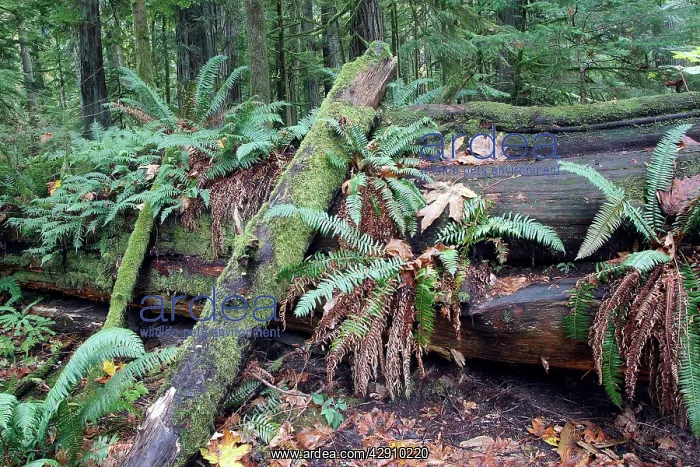 : Temperate rainforest - ferns & fallen tree trunk : Temperate rainforest - ferns & fallen tree trunk