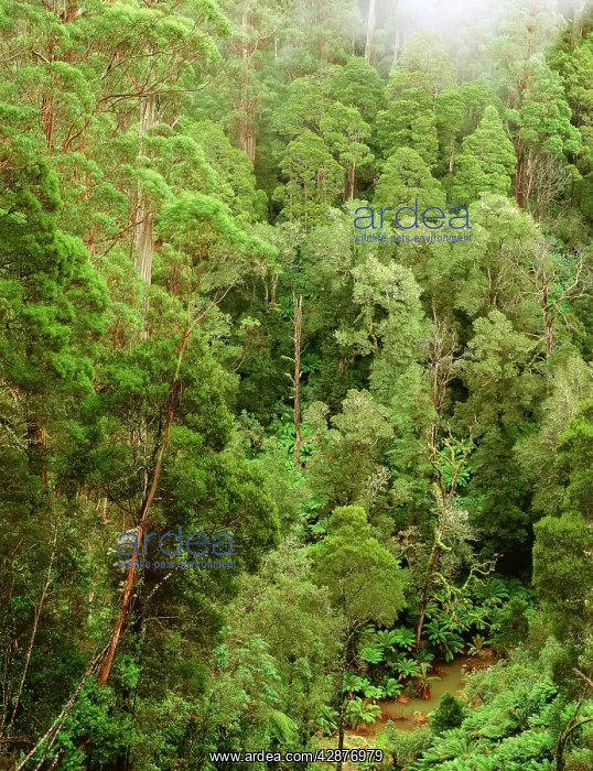 : Temperate rainforest Great Otway National Park : Temperate rainforest Great Otway National Park