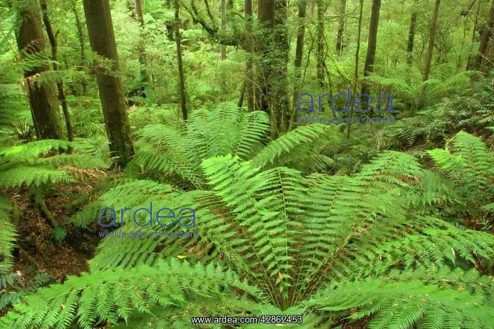 : Temperate rainforest - a gully with lots and lots : Temperate rainforest - a gully with lots and lots