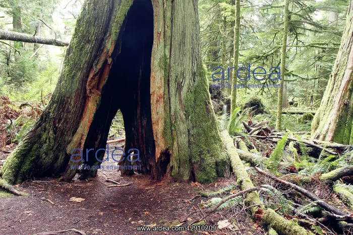 : Temperate rainforest - hollow tree trunk : Temperate rainforest - hollow tree trunk