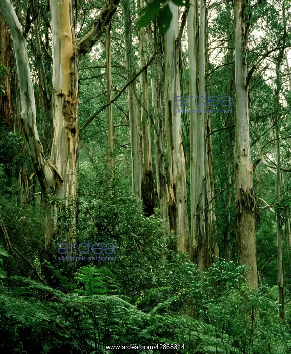 : Temperate Rainforest - Including Mountain ash & Tree fern : Temperate Rainforest - Including Mountain ash & Tree fern