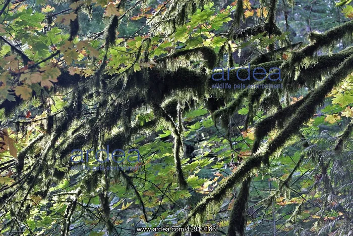 : Temperate rainforest - lichen : Temperate rainforest - lichen