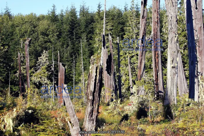 : Temperate Rainforest - Lichens : Temperate Rainforest - Lichens