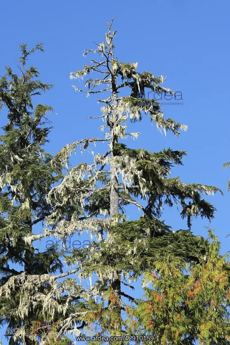 : Temperate rainforest - lichens on dead cedar : Temperate rainforest - lichens on dead cedar