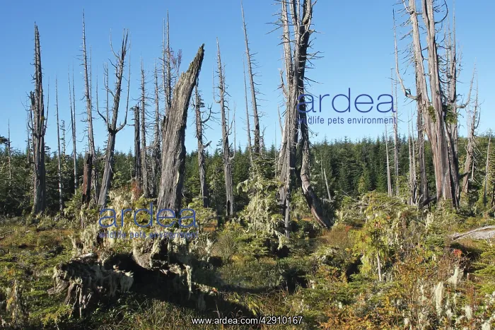 : Temperate rainforest - lichens on dead cedar : Temperate rainforest - lichens on dead cedar