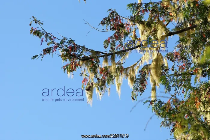 : Temperate rainforest - lichens on dead cedar : Temperate rainforest - lichens on dead cedar