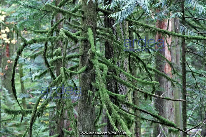 : Temperate rainforest - lichens on dead trees : Temperate rainforest - lichens on dead trees
