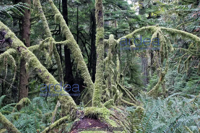 : Temperate rainforest - lichens on dead trees : Temperate rainforest - lichens on dead trees