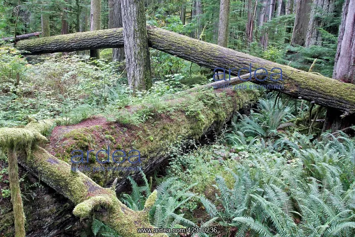 : Temperate rainforest - lichens & ferns on dead trees : Temperate rainforest - lichens & ferns on dead trees