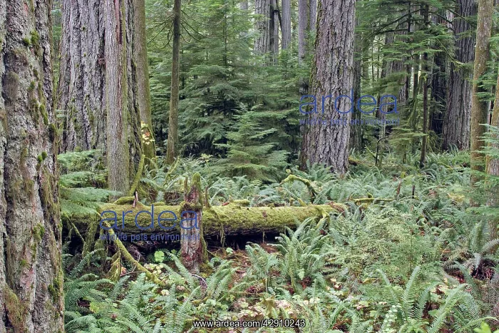 : Temperate rainforest - lichens & ferns on dead trees : Temperate rainforest - lichens & ferns on dead trees