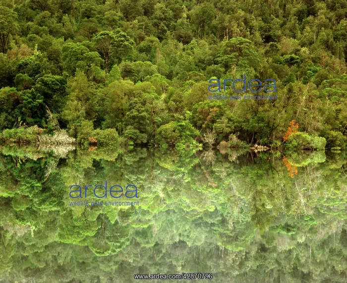 : Temperate rainforest along the lower Gordon River : Temperate rainforest along the lower Gordon River