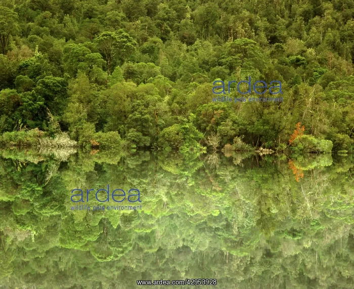 : Temperate rainforest along the lower Gordon River : Temperate rainforest along the lower Gordon River