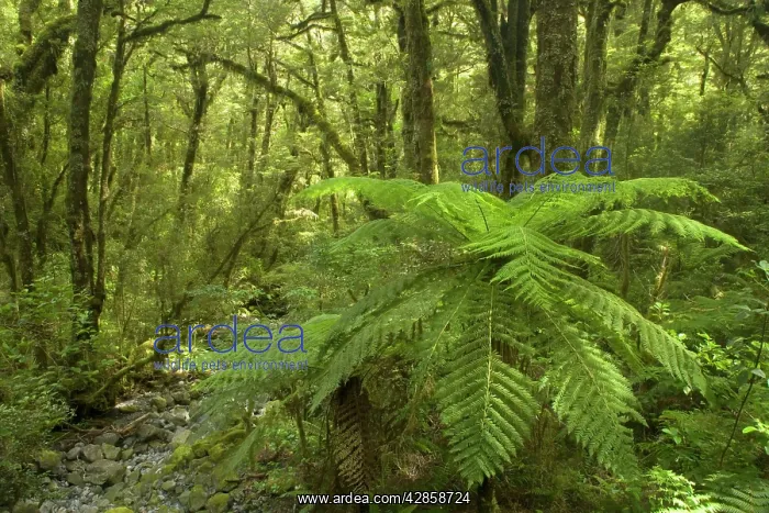 : Temperate rainforest - lush Southern Beech rainforest : Temperate rainforest - lush Southern Beech rainforest