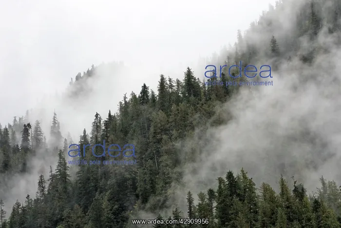 : Temperate Rainforest & mist : Temperate Rainforest & mist