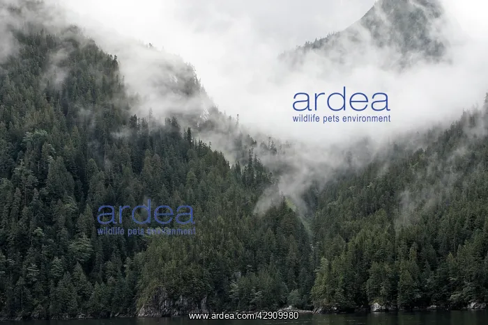 : Temperate Rainforest & mist : Temperate Rainforest & mist