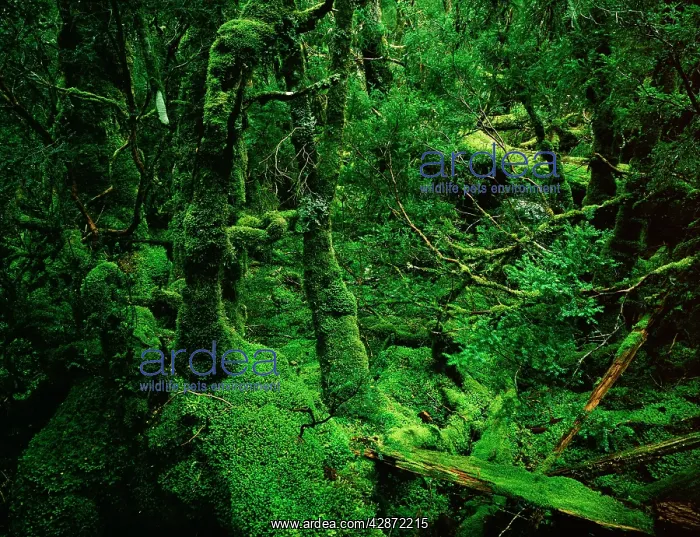 : Temperate Rainforest - Moss-covered Myrtle : Temperate Rainforest - Moss-covered Myrtle