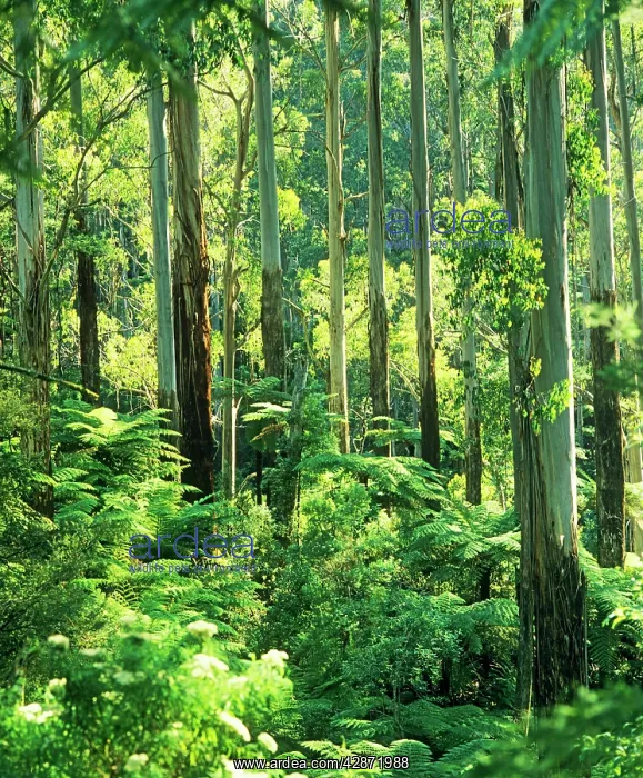 : Temperate rainforest with Mountain Ash and Tree : Temperate rainforest with Mountain Ash and Tree