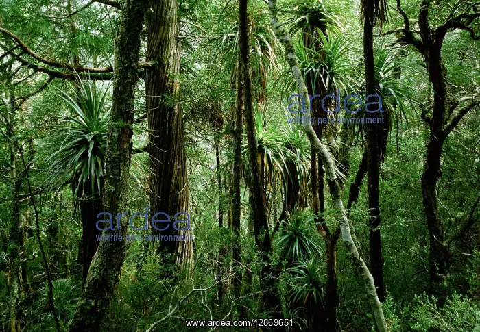 : Temperate Rainforest with Pandanus, King Billy : Temperate Rainforest with Pandanus, King Billy