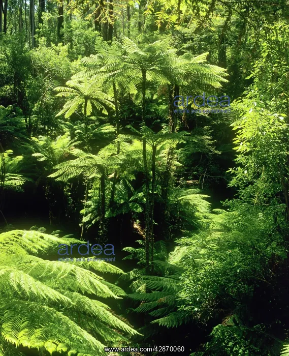 : Temperate Rainforest with Rough Tree Ferns : Temperate Rainforest with Rough Tree Ferns
