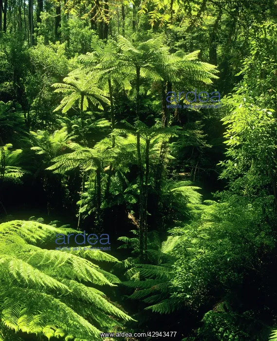 : Temperate rainforest with Rough tree ferns (Cyathea : Temperate rainforest with Rough tree ferns (Cyathea