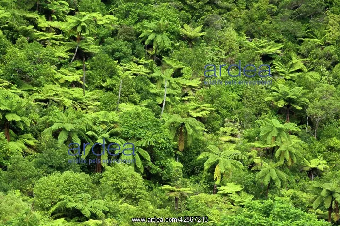 : Temperate rainforest - with tree ferns and other : Temperate rainforest - with tree ferns and other