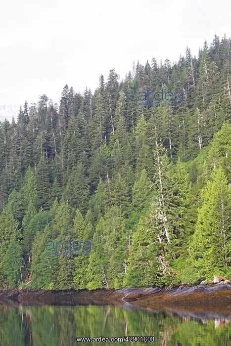 : Temperate rainforest - view of trees by estuary : Temperate rainforest - view of trees by estuary