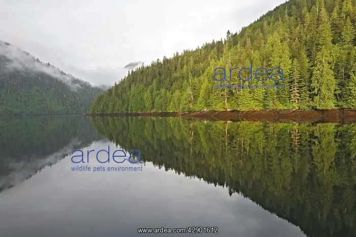 : Temperate rainforest - view of trees with reflection : Temperate rainforest - view of trees with reflection