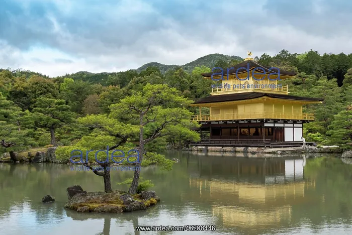 : Temple of the Golden Pavilion, Kinkaku-ji, Kyoto : Temple of the Golden Pavilion, Kinkaku-ji, Kyoto