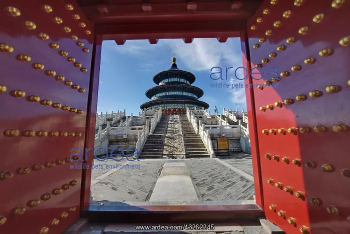 : Temple of Heaven, Forbidden City, Beijing : Temple of Heaven, Forbidden City, Beijing
