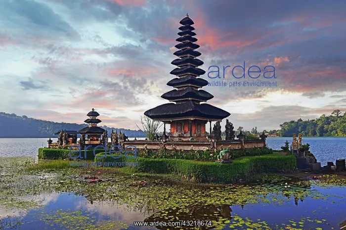 : Temple Pura Ulun Danu Bratan at sunrise in Lake : Temple Pura Ulun Danu Bratan at sunrise in Lake