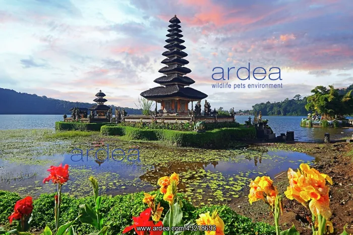  : Temple Pura Ulun Danu Bratan at sunrise in Lake