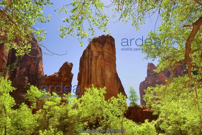 : Temple of Sinawava - rock pulpit of red sandstone : Temple of Sinawava - rock pulpit of red sandstone