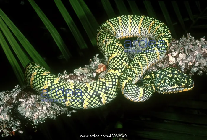 : Temple Viper : Temple Viper